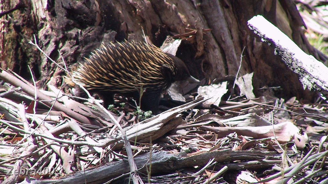 07-Echidna hunts for food in the Blue Mountains.JPG